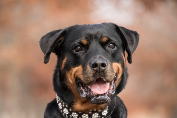 Bark Collars for Large Dogs