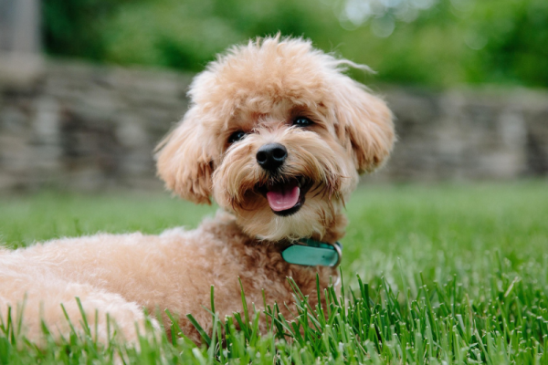 Bark Collars for Small Dogs